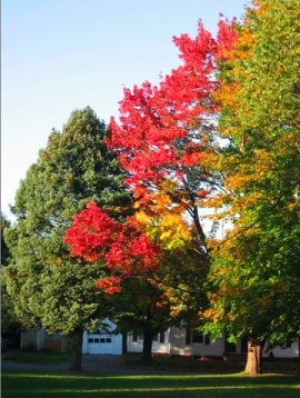 Foliage